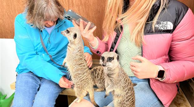 Screech Owl Sanctuary & Animal Park Picture 3