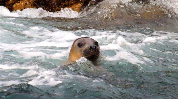 Padstow Sealife Safaris Picture 3