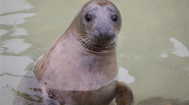 Cornish Seal Sanctuary Picture 2