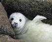 Cornwall Seal Group Picture