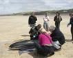 Marine Strandings Network Picture