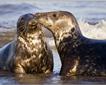 A year in the life of seals Picture