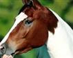 Newquay Riding Stables Picture