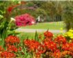 Trengwainton Garden Picture