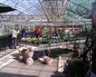CedarCroft Plants Picture