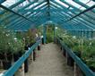 Lower Kenneggy Nurseries Picture