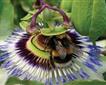 Pentewan Valley Nurseries Picture