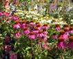 St Austell Garden Centre Picture