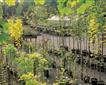 Trewithen Gardens Picture