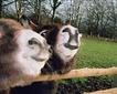 Tamar Valley Donkey Park & Sanctuary Picture