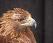 Cornish Birds of Prey CIC Picture