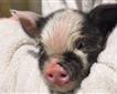 Child Friendly Farm Stays Picture