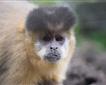 Monkey Sanctuary Picture