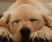 Torpoint Luxstowe Vets Picture