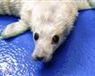 Cornish Seal Sanctuary Picture