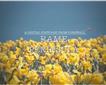 Digital Postcard: Rame Peninsula Picture