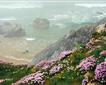 Cornwall Wildlife Trust Picture