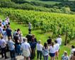 Camel Valley Vineyard Picture