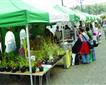 Falmouth Farmers Market Picture
